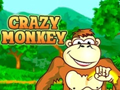   Crazy Monkey